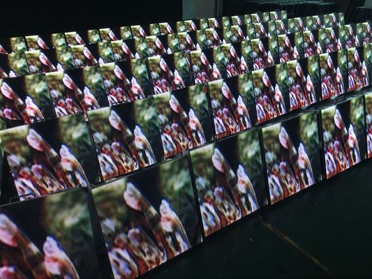 Parede impermeável exterior 6500K-9500K do fundo de tela da fase da exposição de diodo emissor de luz do arrendamento